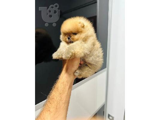 PoulaTo: Pomeranians κορυφαίας ποιότητας